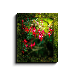 Canvas Wrap - Vibrant Fuchsias on a Hillside, County Clare - James A. Truett - Moods of Ireland - Irish Art