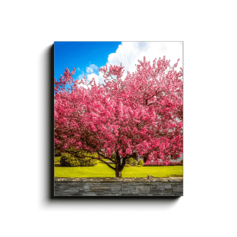 Canvas Wrap - Cherry Blossom Explosion, Ennis, County Clare - James A. Truett - Moods of Ireland - Irish Art