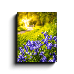 Canvas Wrap - Irish Bluebells in Spring Sun, County Clare - James A. Truett - Moods of Ireland - Irish Art