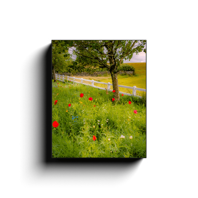 Canvas Wrap - Poppy Field in Ballynacally, County Clare - James A. Truett - Moods of Ireland - Irish Art