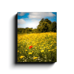 Canvas Wrap - Red Poppy in Yellow Wildflower Meadow, Ballynacally, County Clare - James A. Truett - Moods of Ireland - Irish Art