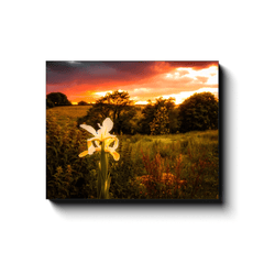 Canvas Wrap - Lone Iris at Sunset, County Clare - James A. Truett - Moods of Ireland - Irish Art