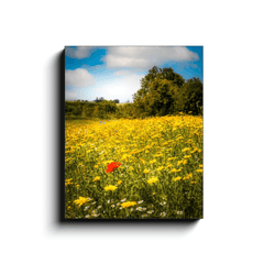 Canvas Wrap - Red Poppy in Yellow Wildflower Meadow, Ballynacally, County Clare - James A. Truett - Moods of Ireland - Irish Art