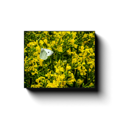 Canvas Wrap - Butterfly and Yellow Wildflowers on Galway Bay - James A. Truett - Moods of Ireland - Irish Art