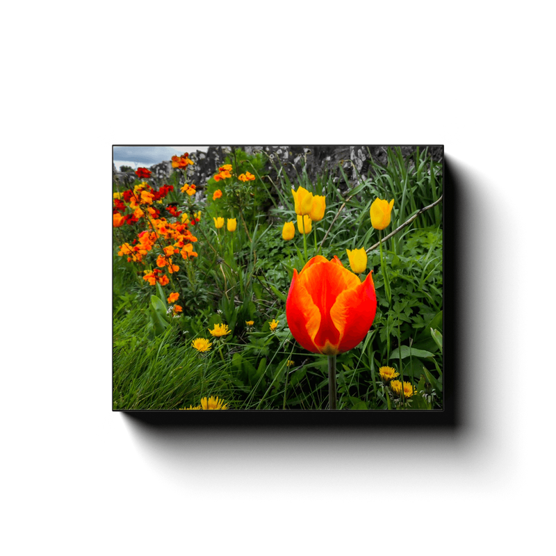 Canvas Wrap - Tulips in County Galway - James A. Truett - Moods of Ireland - Irish Art