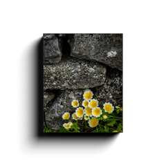 Canvas Wrap - Yellow Flowers Against Stone Wall - James A. Truett - Moods of Ireland - Irish Art
