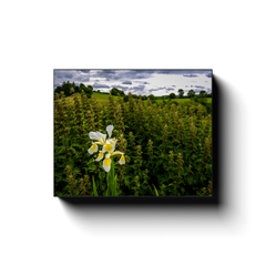 Canvas Wrap - Wild Iris in Irish Meadow - James A. Truett - Moods of Ireland - Irish Art