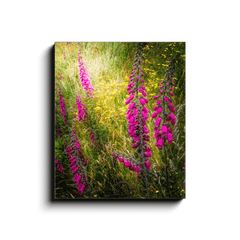 Canvas Wrap - Fairy Fingers and Dandelions in County Clare - James A. Truett - Moods of Ireland - Irish Art