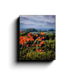 Canvas Wrap - Vibrant Montbretia Flowers in the County Clare Countryside - James A. Truett - Moods of Ireland - Irish Art