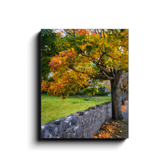 Canvas Wrap - Autumn Tree at Kildysart, County Clare - James A. Truett - Moods of Ireland - Irish Art