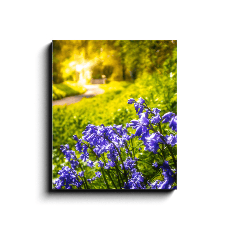 Canvas Wrap - Irish Bluebells in Spring Sun, County Clare - James A. Truett - Moods of Ireland - Irish Art