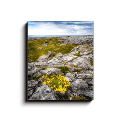 Canvas Wrap - Gorse in the Rugged Burren Limestone - James A. Truett - Moods of Ireland - Irish Art