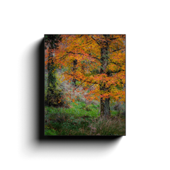 Canvas Wrap - Autumn Tree in Clondegad Wood, County Clare - James A. Truett - Moods of Ireland - Irish Art