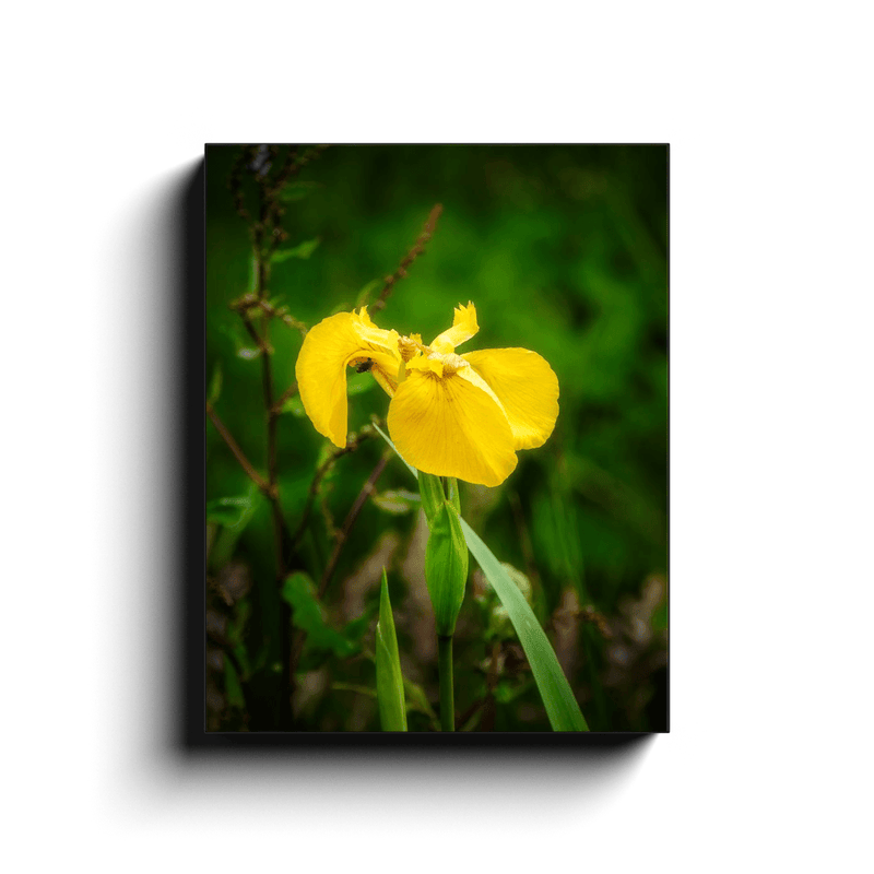 Canvas Wrap - Fabulous Irish Flag Iris (Feileastram) Wildflowers, County Clare - James A. Truett - Moods of Ireland - Irish Art