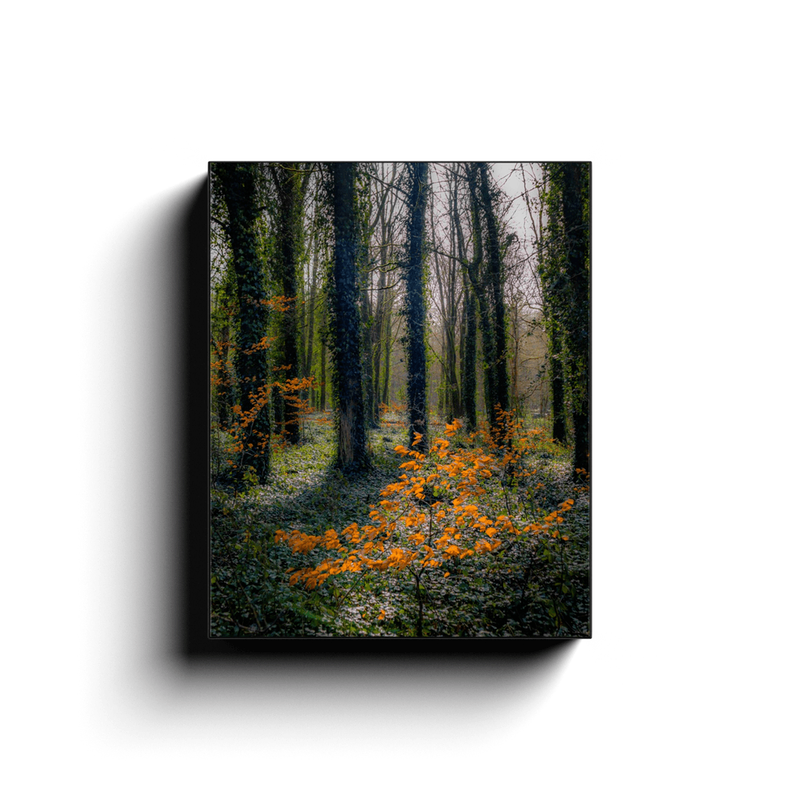 Canvas Wrap - In the Seven Woods at Coole Park Canvas Wrap Moods of Ireland 8x10 inch 