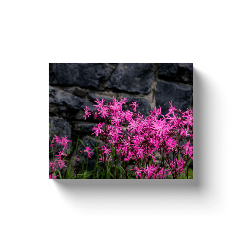 Canvas Wrap - Ragged Robin against Stone Wall, County Clare - James A. Truett - Moods of Ireland - Irish Art