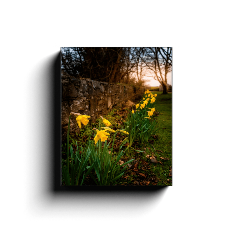 Canvas Wrap - Spring Daffodils, Kilrush, County Clare - James A. Truett - Moods of Ireland - Irish Art