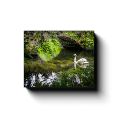 Canvas Wrap - Wild Swan at Ireland's Doneraile Park - James A. Truett - Moods of Ireland - Irish Art