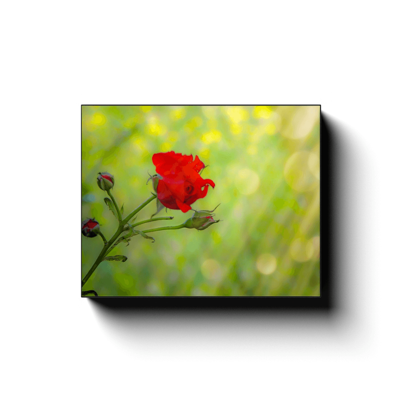 Canvas Wrap - Red Rose in Irish Meadow Irish Irish Poster - James A. Truett - Moods of Ireland - Irish Art