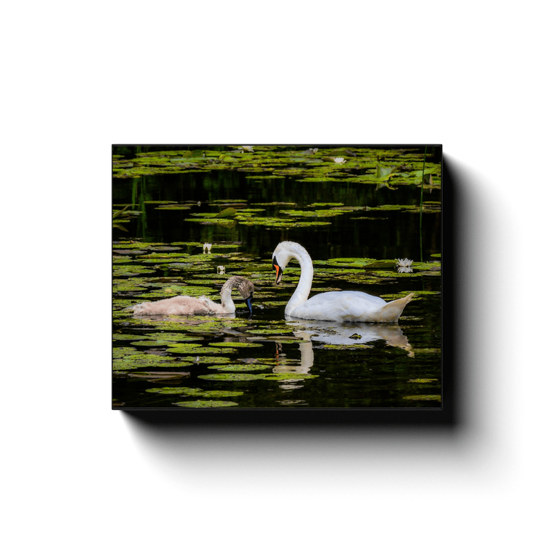 Canvas Wrap - Swan and Cygnet in Dromoland Lough, County Clare - James A. Truett - Moods of Ireland - Irish Art