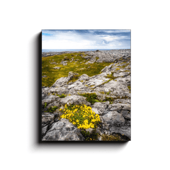 Canvas Wrap - Gorse in the Rugged Burren Limestone - James A. Truett - Moods of Ireland - Irish Art