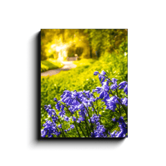 Canvas Wrap - Irish Bluebells in Spring Sun, County Clare - James A. Truett - Moods of Ireland - Irish Art