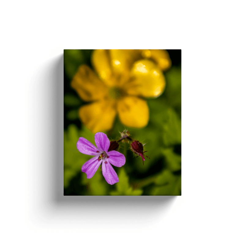 Canvas Wrap - Herb Robert and Buttercup Wildflowers in the Irish Countryside, County Clare - James A. Truett - Moods of Ireland - Irish Art