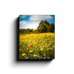 Canvas Wrap - Red Poppy in Yellow Wildflower Meadow, Ballynacally, County Clare - James A. Truett - Moods of Ireland - Irish Art