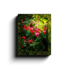 Canvas Wrap - Vibrant Fuchsias on a Hillside, County Clare - James A. Truett - Moods of Ireland - Irish Art