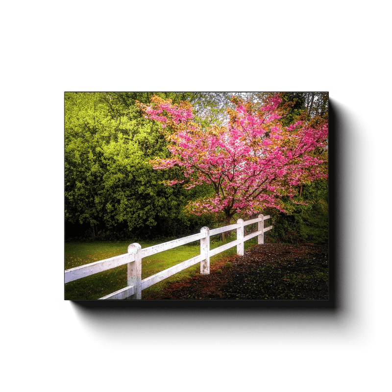 Canvas Wrap - Cherry Blossoms and White-washed Fence, County Clare - James A. Truett - Moods of Ireland - Irish Art