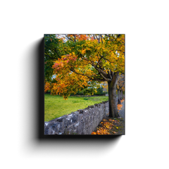 Canvas Wrap - Autumn Tree at Kildysart, County Clare - James A. Truett - Moods of Ireland - Irish Art