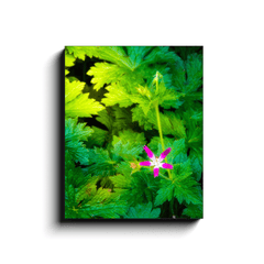 Canvas Wrap - Wildflower in Greenery, Tulla, County Clare - James A. Truett - Moods of Ireland - Irish Art