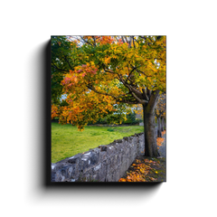 Canvas Wrap - Autumn Tree at Kildysart, County Clare - James A. Truett - Moods of Ireland - Irish Art