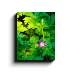 Canvas Wrap - Wildflower in Greenery, Tulla, County Clare - James A. Truett - Moods of Ireland - Irish Art