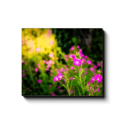 Canvas Wrap - Portrait of Great Willowherb Wildflowers, County Clare - Moods of Ireland