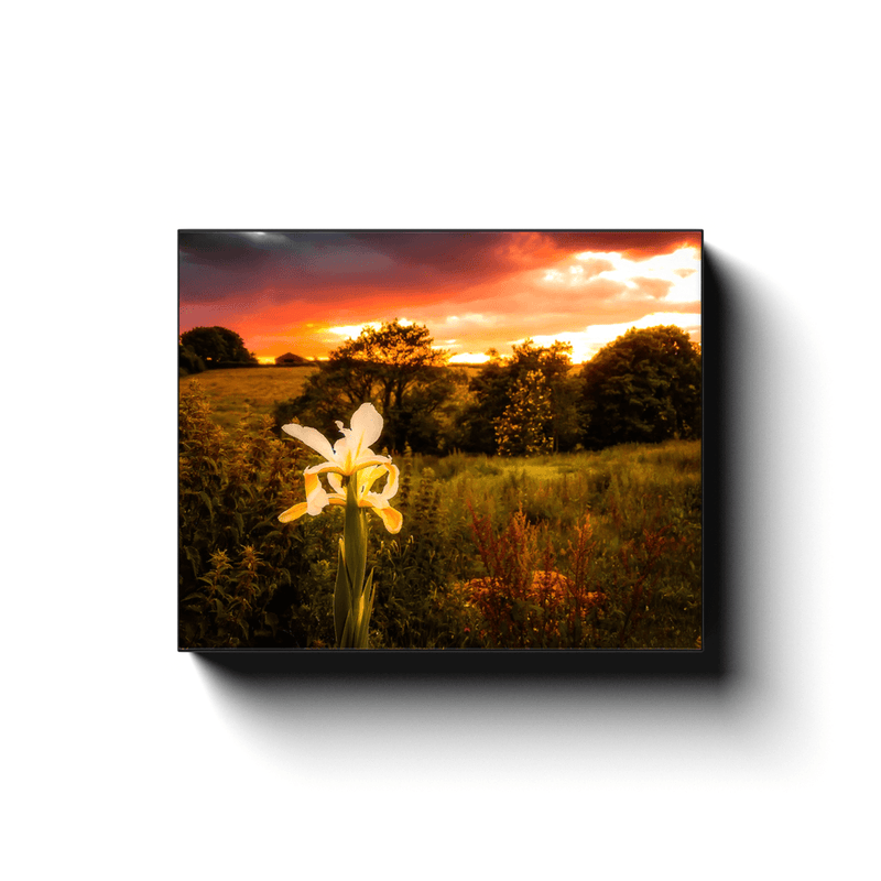 Canvas Wrap - Lone Iris at Sunset, County Clare - James A. Truett - Moods of Ireland - Irish Art