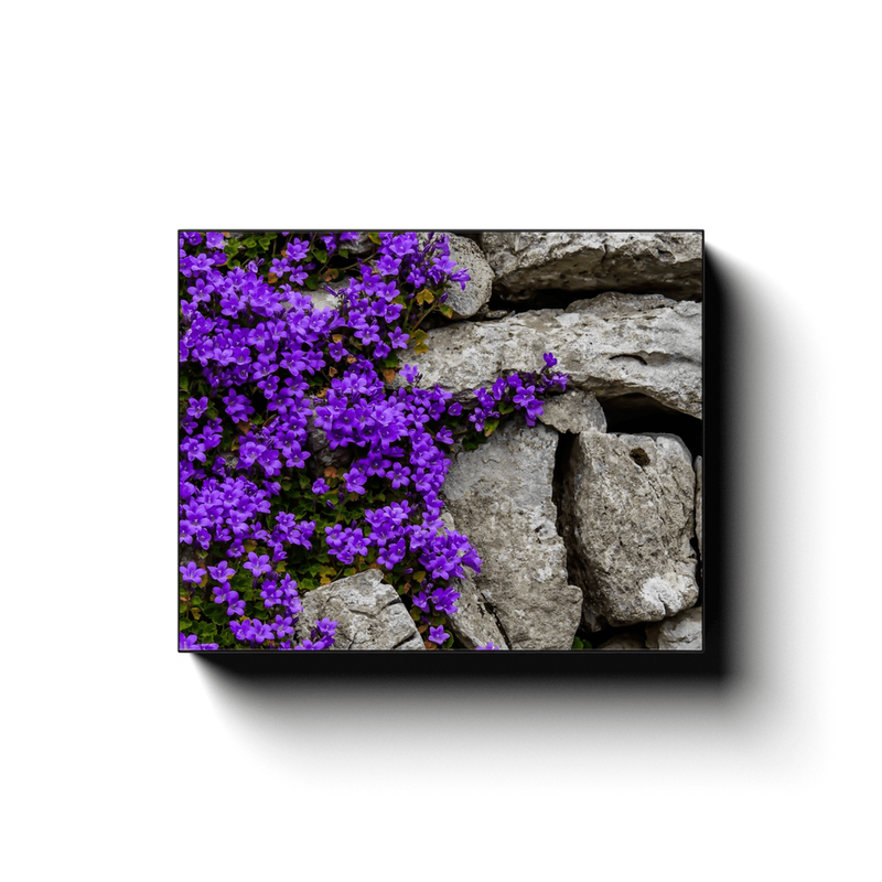 Canvas Wrap - Purple Flowers on Stone Wall - James A. Truett - Moods of Ireland - Irish Art