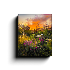 Canvas Wrap - Purple Loosestrife blooming along a Roadside at Sunrise, County Clare - James A. Truett - Moods of Ireland - Irish Art