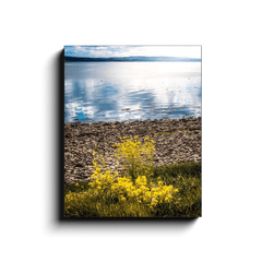 Canvas Wrap - Yellow Flowers on Shannon Estuary Shores, County Clare - James A. Truett - Moods of Ireland - Irish Art