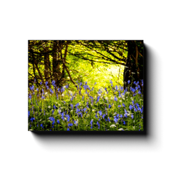 Canvas Wrap - Bluebells of Clondegad Wood, County Clare, Ireland - James A. Truett - Moods of Ireland - Irish Art