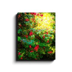 Canvas Wrap - Wild Fuchsias Frollicking in the County Clare Countryside - James A. Truett - Moods of Ireland - Irish Art