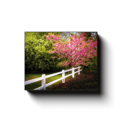 Canvas Wrap - Cherry Blossoms and White-washed Fence, County Clare - James A. Truett - Moods of Ireland - Irish Art