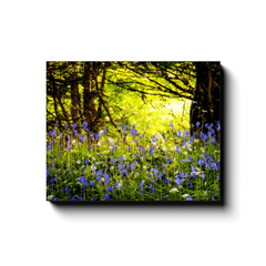 Canvas Wrap - Bluebells of Clondegad Wood, County Clare, Ireland - James A. Truett - Moods of Ireland - Irish Art