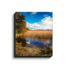 Canvas Wrap - Swan on Gortglass Lake, County Clare
