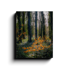 Canvas Wrap - In the Seven Woods at Coole Park Canvas Wrap Moods of Ireland 11x14 inch 