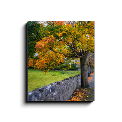 Canvas Wrap - Autumn Tree at Kildysart, County Clare - James A. Truett - Moods of Ireland - Irish Art