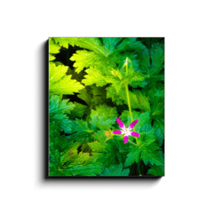 Canvas Wrap - Wildflower in Greenery, Tulla, County Clare - James A. Truett - Moods of Ireland - Irish Art