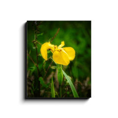 Canvas Wrap - Fabulous Irish Flag Iris (Feileastram) Wildflowers, County Clare - James A. Truett - Moods of Ireland - Irish Art