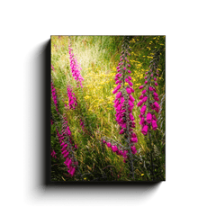 Canvas Wrap - Fairy Fingers and Dandelions in County Clare - James A. Truett - Moods of Ireland - Irish Art