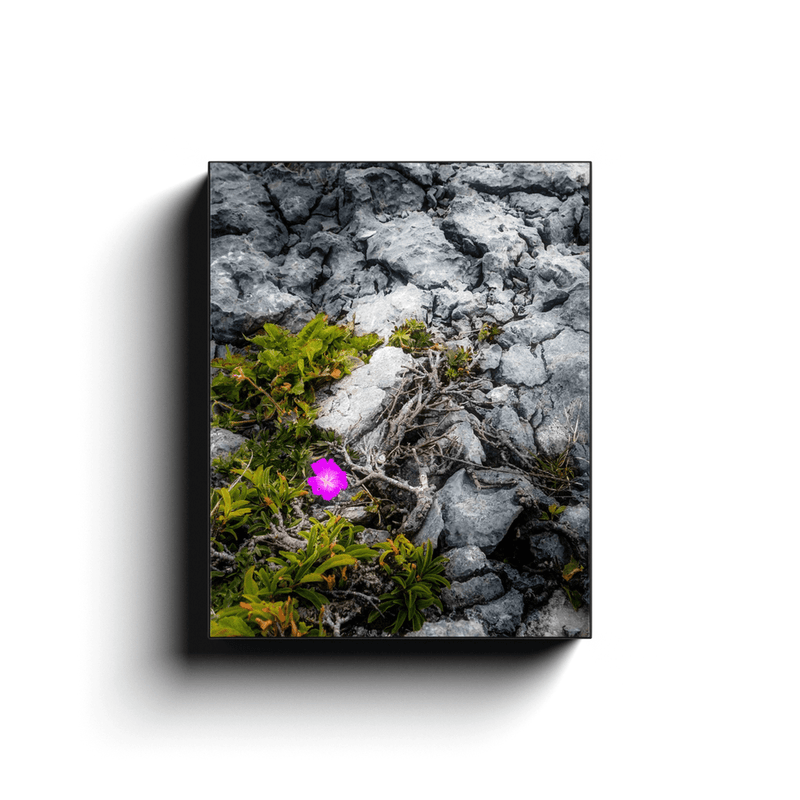 Canvas Wrap - Lone Wildflower in the Burren Limestone - James A. Truett - Moods of Ireland - Irish Art